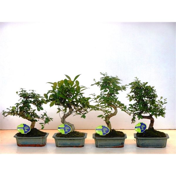 Горшечные цветы и растения оптом Bonsai Mix Indoor S-shape Without Drip Tray от 6шт из Голландии с доставкой по России