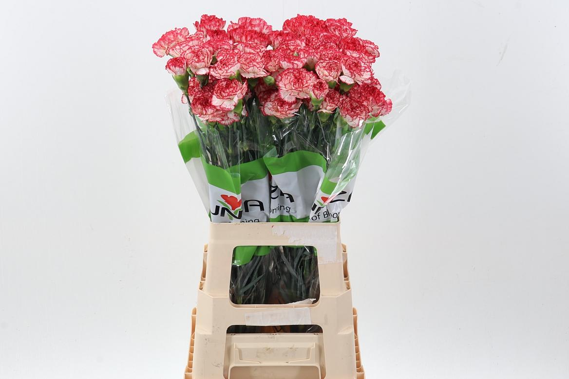 Срезанные цветы оптом Dianthus st sorriso от 80шт из Голландии с доставкой по России