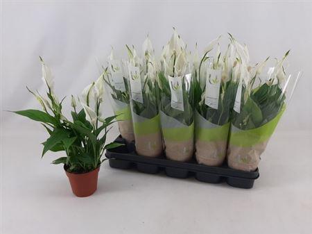 Горшечные цветы и растения оптом Spath Torelli 3+ от 10шт из Голландии с доставкой по России
