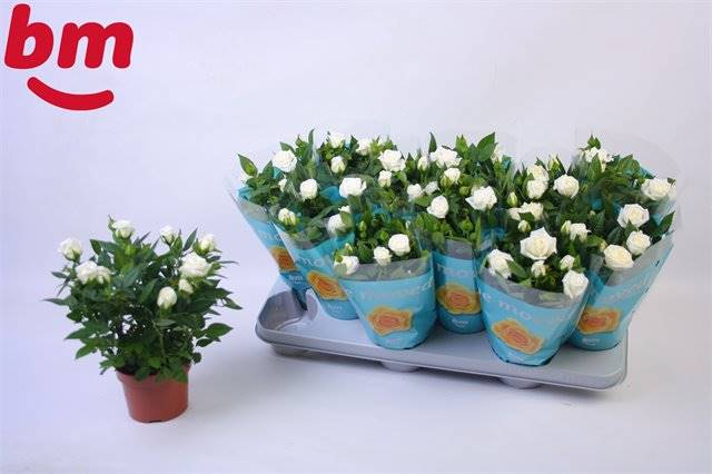 Горшечные цветы и растения оптом Rosa White Jewel от 12шт из Голландии с доставкой по России