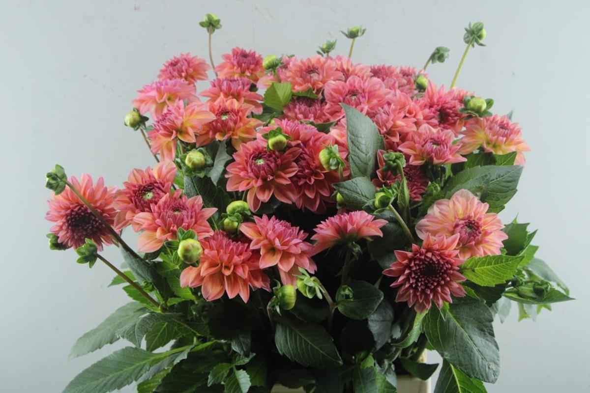 Срезанные цветы оптом Dahlia chanel от 30шт из Голландии с доставкой по России