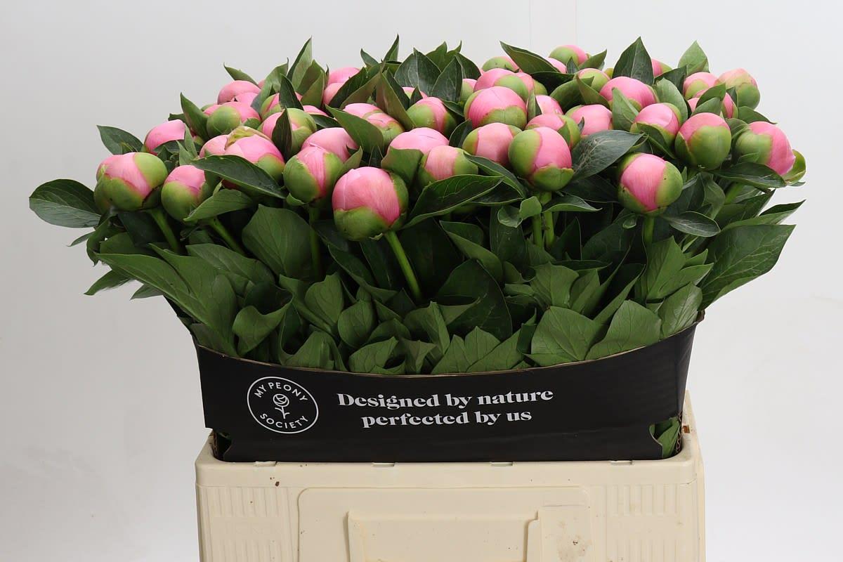 Срезанные цветы оптом Paeonia etched salmon от 60шт из Голландии с доставкой по России