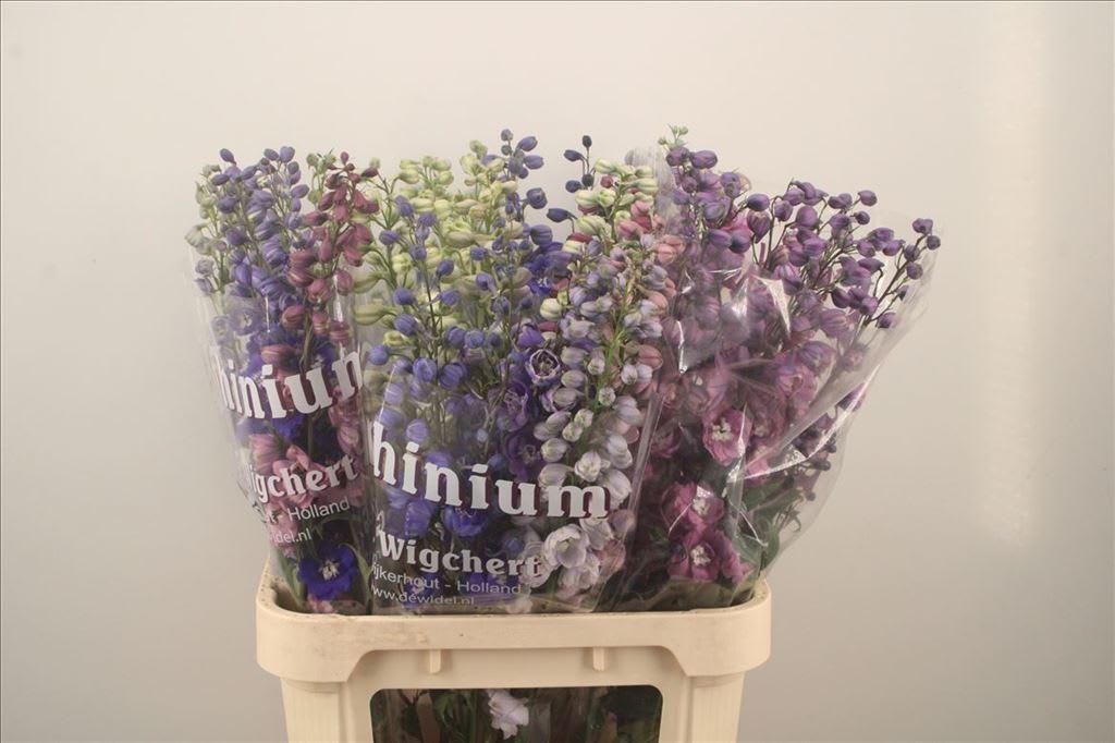 Срезанные цветы оптом Delphinium do mix in bucket от 40шт из Голландии с доставкой по России