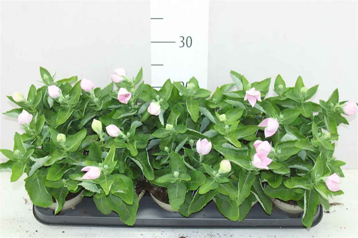 Горшечные цветы и растения оптом Platycodon Astra Pink от 10шт из Голландии с доставкой по России