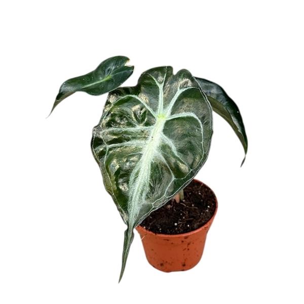 Горшечные цветы и растения оптом Alocasia Venom от 1шт (для телеги) из Голландии с доставкой по России