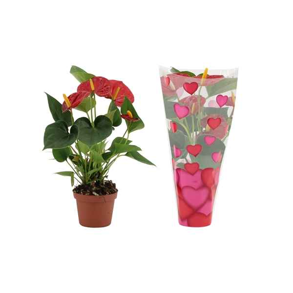 Горшечные цветы и растения оптом Anth An Diamond Red 3+ In Heartsleeve от 12шт из Голландии с доставкой по России