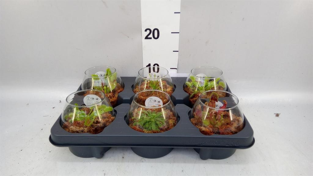 Горшечные цветы и растения оптом Vleesetende Planten от 6шт из Голландии с доставкой по России