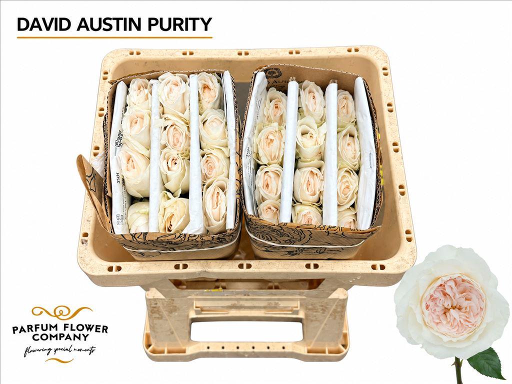 Срезанные цветы оптом Rosa large austin purity от 120шт из Голландии с доставкой по России