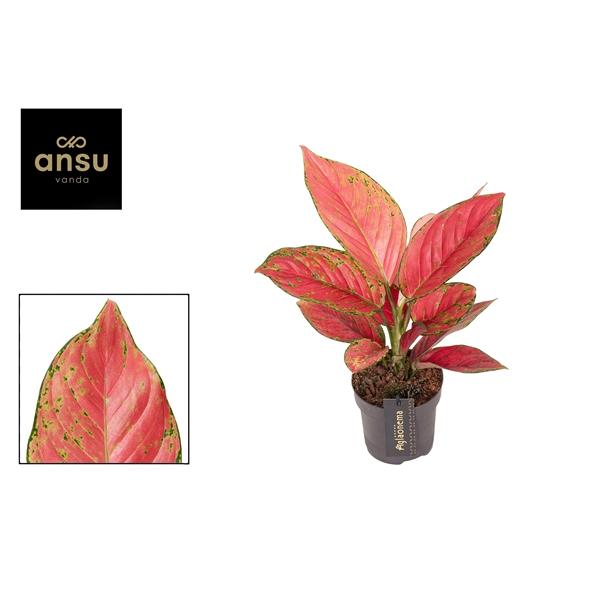 Горшечные цветы и растения оптом Aglaonema Ruby Love от 6шт из Голландии с доставкой по России