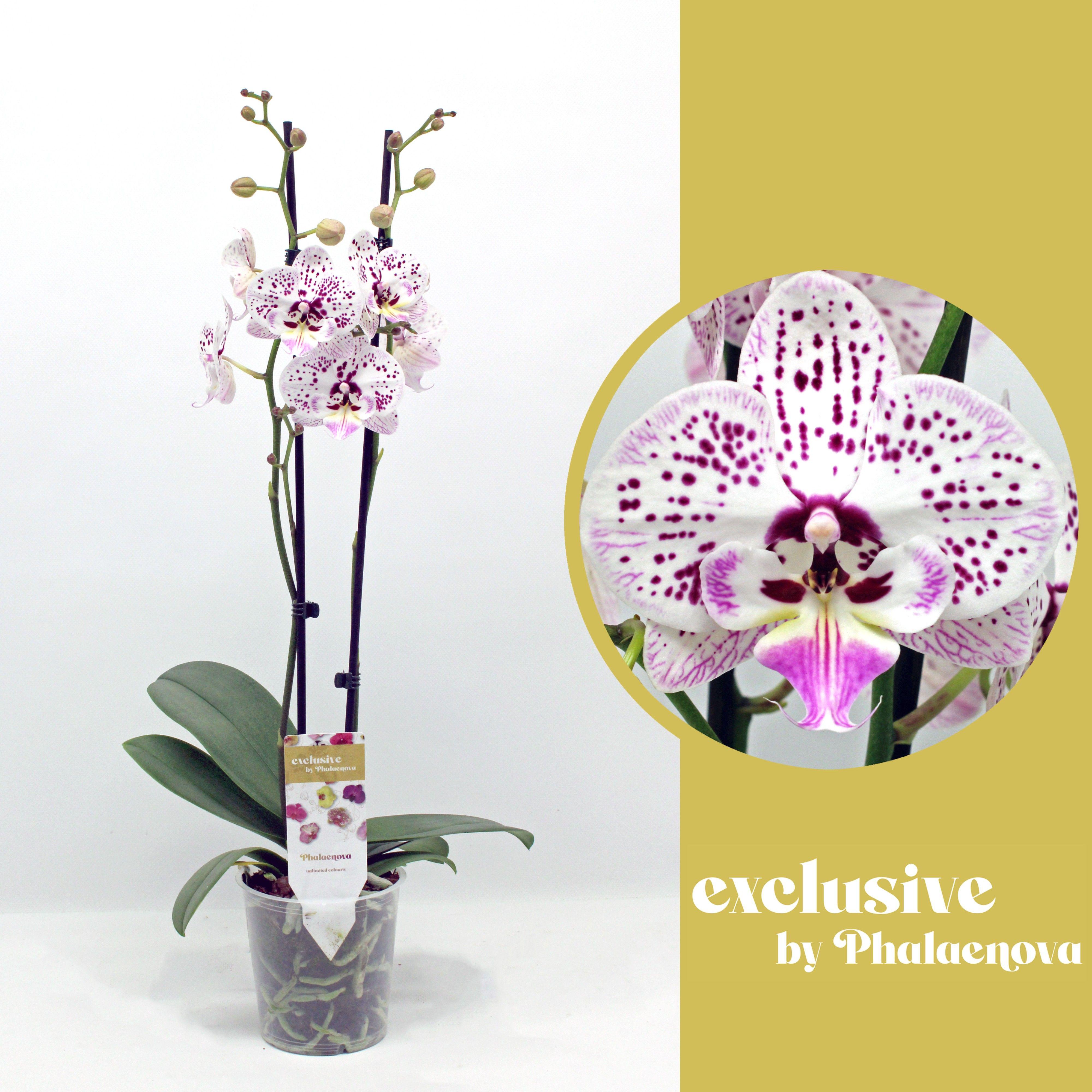 Горшечные цветы и растения оптом Phal 2st Expression 14+ от 10шт из Голландии с доставкой по России