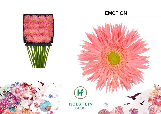 Срезанные цветы оптом Gerbera diamond gerspider big emotion от 15шт из Голландии с доставкой по России