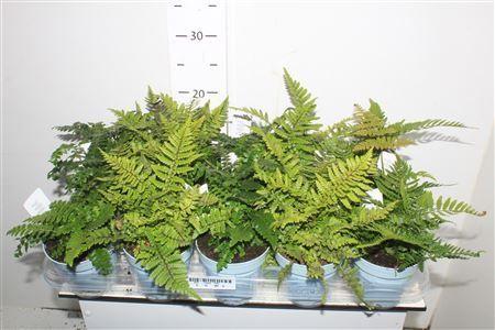 Горшечные цветы и растения оптом Varens Gem Outdoor от 15шт из Голландии с доставкой по России