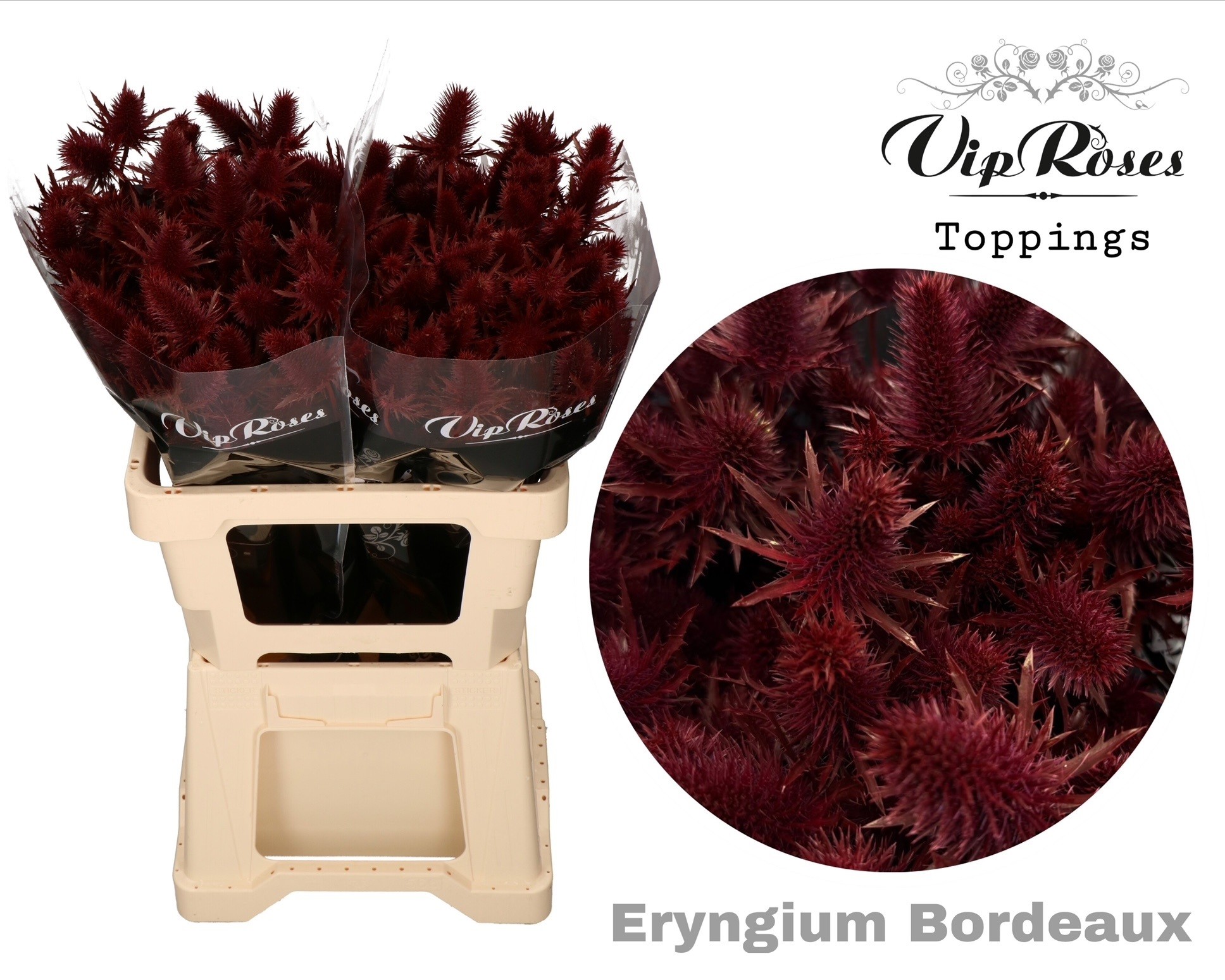 Срезанные цветы оптом Eryngium supernova paint bordeaux от 20шт из Голландии с доставкой по России