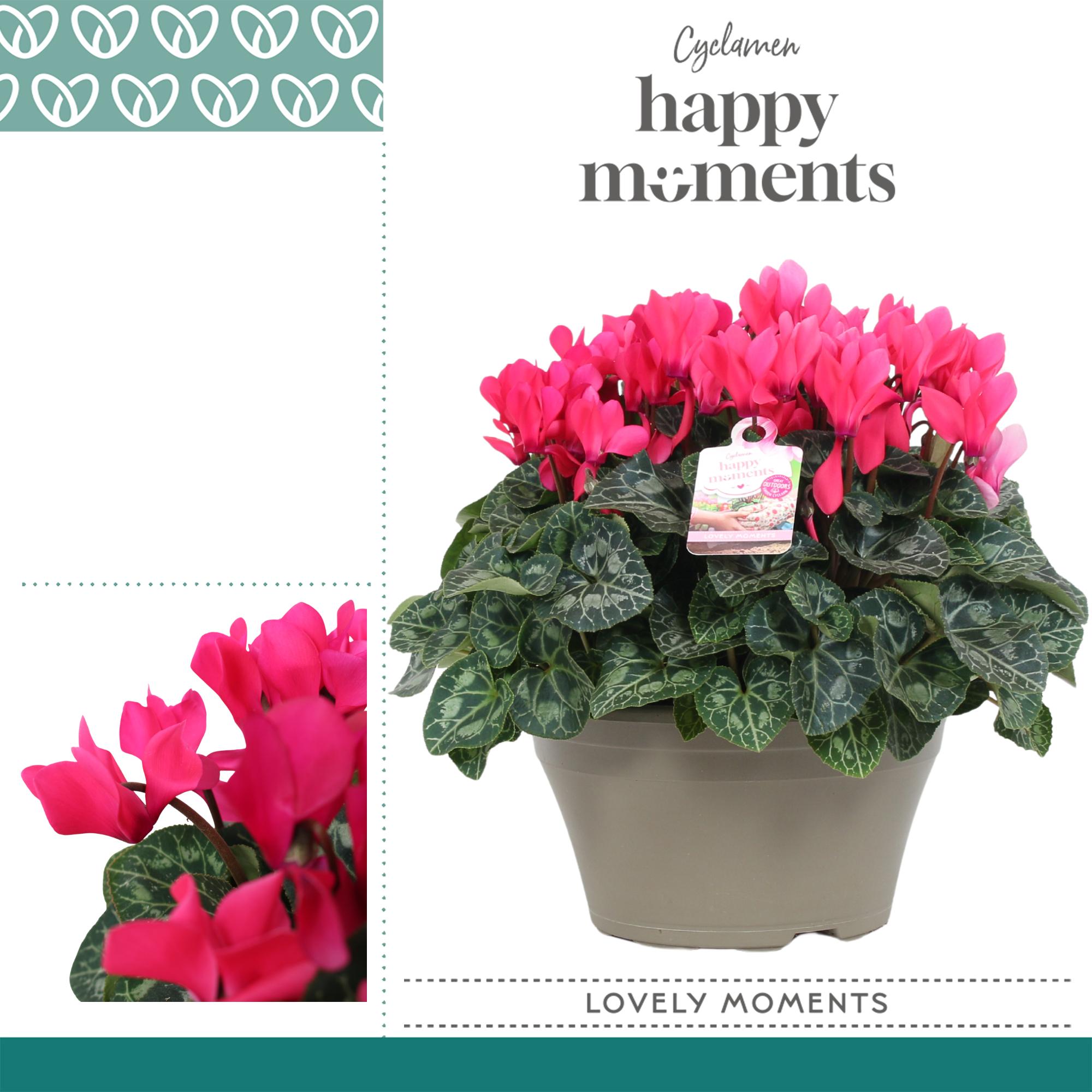 Горшечные цветы и растения оптом Cyclamen Lovely Moments Pink Bowl Ariel от 1шт (для телеги) из Голландии с доставкой по России