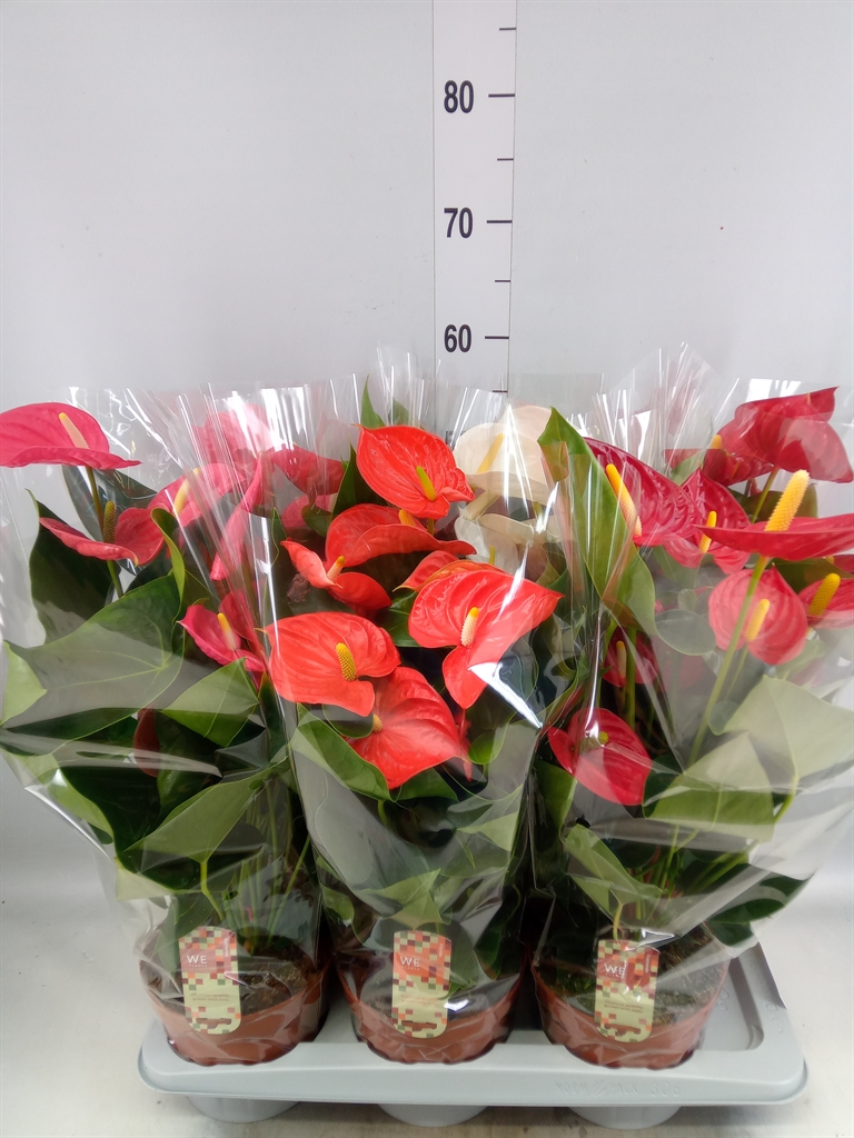 Горшечные цветы и растения оптом Anthurium   ...mix 4 от 6шт из Голландии с доставкой по России