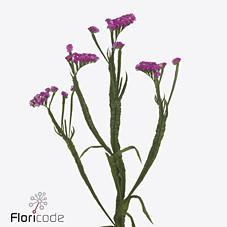 Срезанные цветы оптом Statice heart wings от 50шт из Голландии с доставкой по России