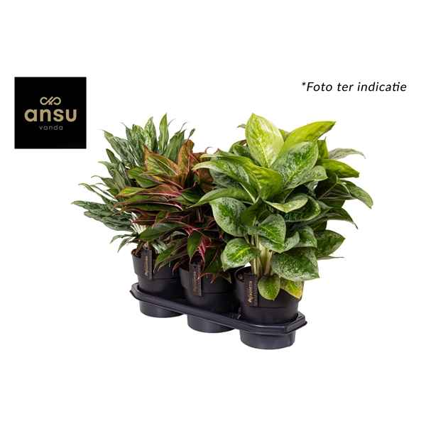 Горшечные цветы и растения оптом Aglaonema Mix от 3шт из Голландии с доставкой по России