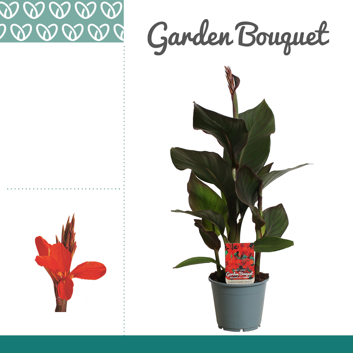 Горшечные цветы и растения оптом Canna Atlantic Beauty от 7шт из Голландии с доставкой по России