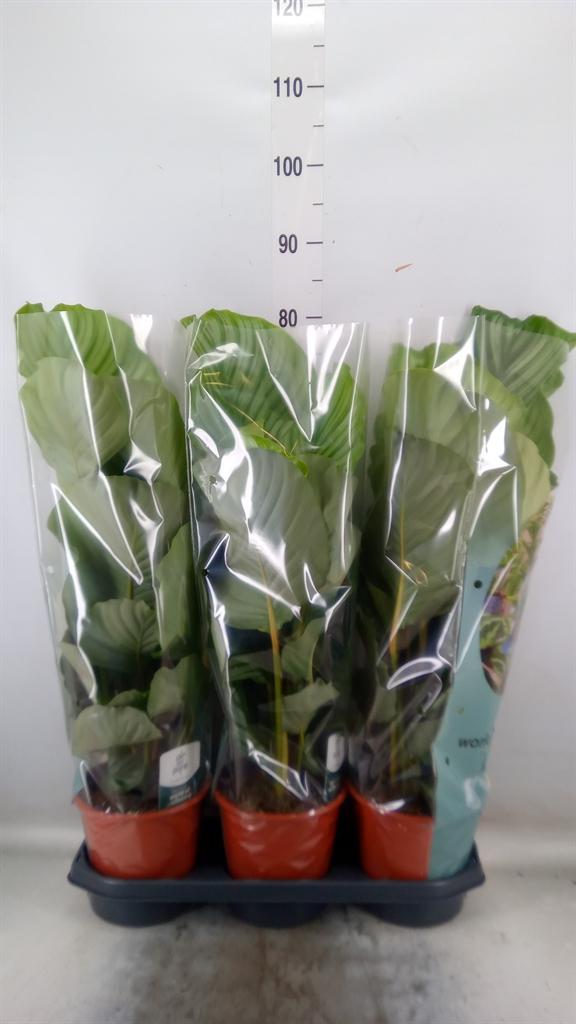 Горшечные цветы и растения оптом Calathea Orbifolia от 3шт из Голландии с доставкой по России