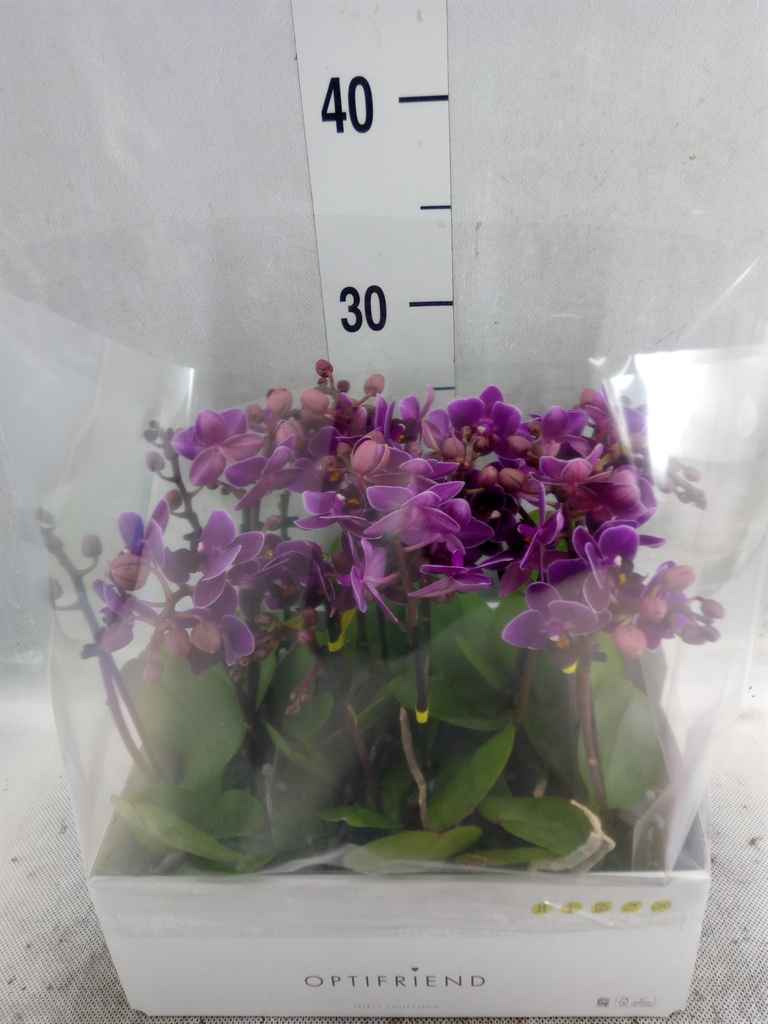 Горшечные цветы и растения оптом Phalaenopsis Multi.   ...lilac от 8шт из Голландии с доставкой по России