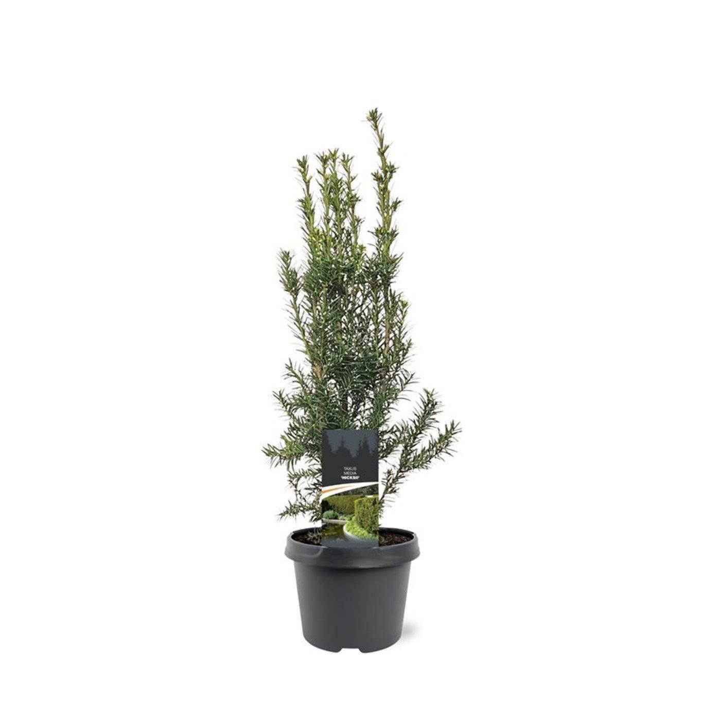 Горшечные цветы и растения оптом Taxus Media Hicksii от 1шт из Голландии с доставкой по России