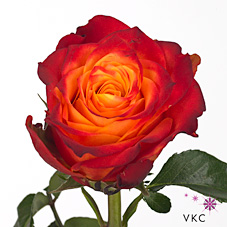 Срезанные цветы оптом Rosa large atomic от 40шт из Голландии с доставкой по России