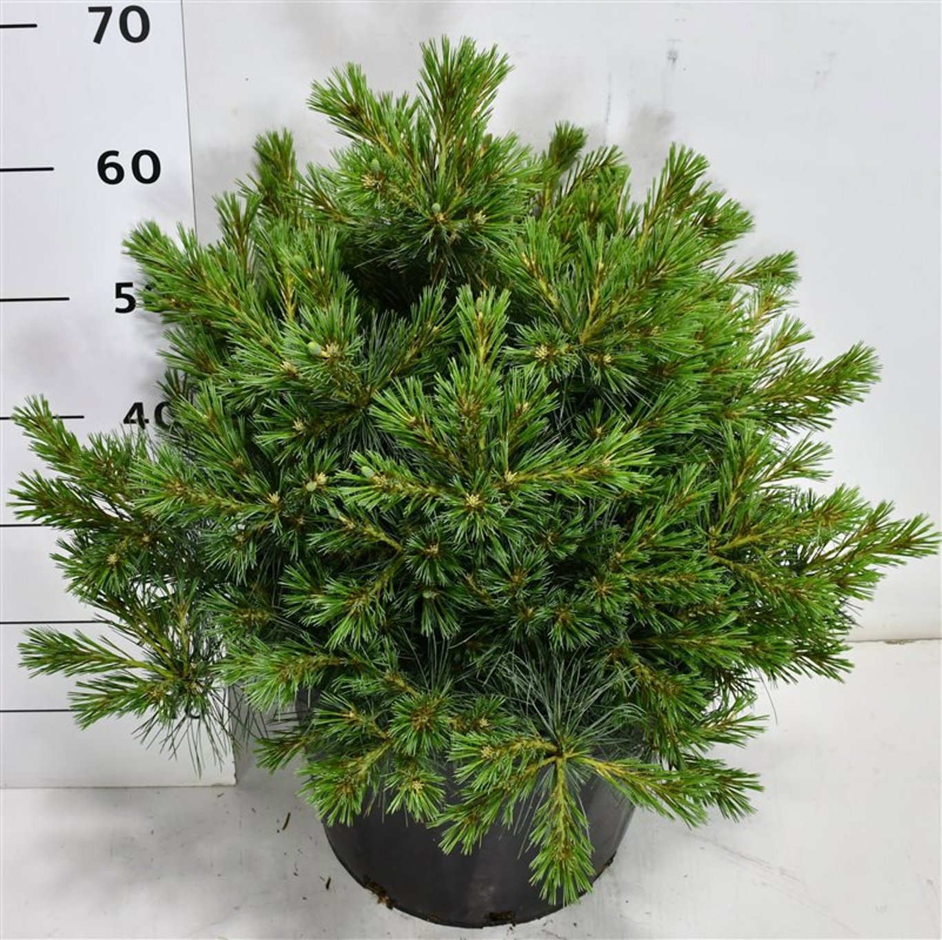Горшечные цветы и растения оптом Pinus Strobus Bergman Mini от 1шт из Голландии с доставкой по России