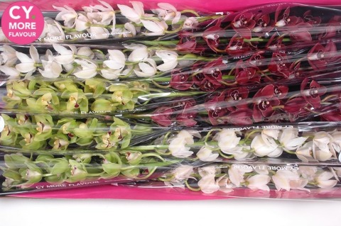 Срезанные цветы оптом Minicymbidium mix christmas от 10шт из Голландии с доставкой по России