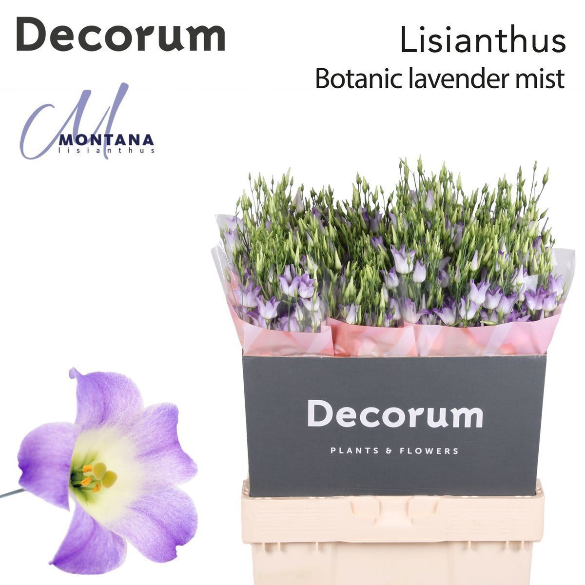 Срезанные цветы оптом Lisianthus do botanic lilac squash от 140шт. из Голландии с доставкой по России
