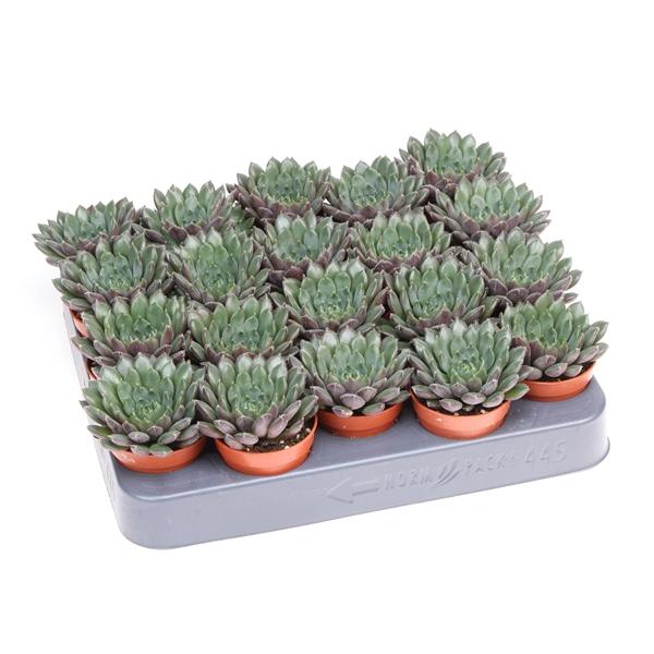 Горшечные цветы и растения оптом Echeveria Scorpio от 20шт (для телеги) из Голландии с доставкой по России