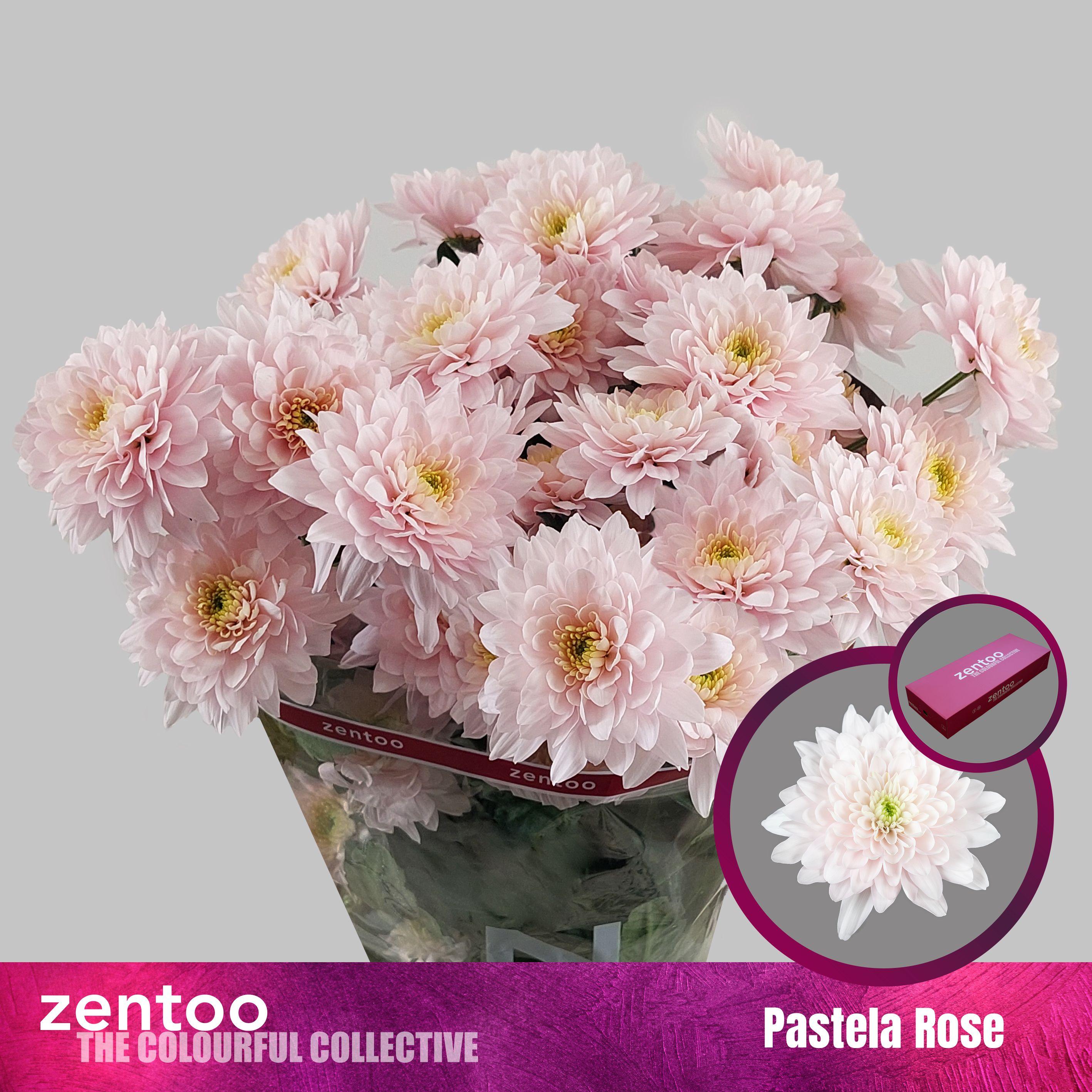 Срезанные цветы оптом Chrys sp pastela rose от 80шт. из Голландии с доставкой по России