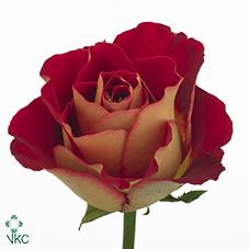 Срезанные цветы оптом Rosa ec friendship от 40шт из Голландии с доставкой по России