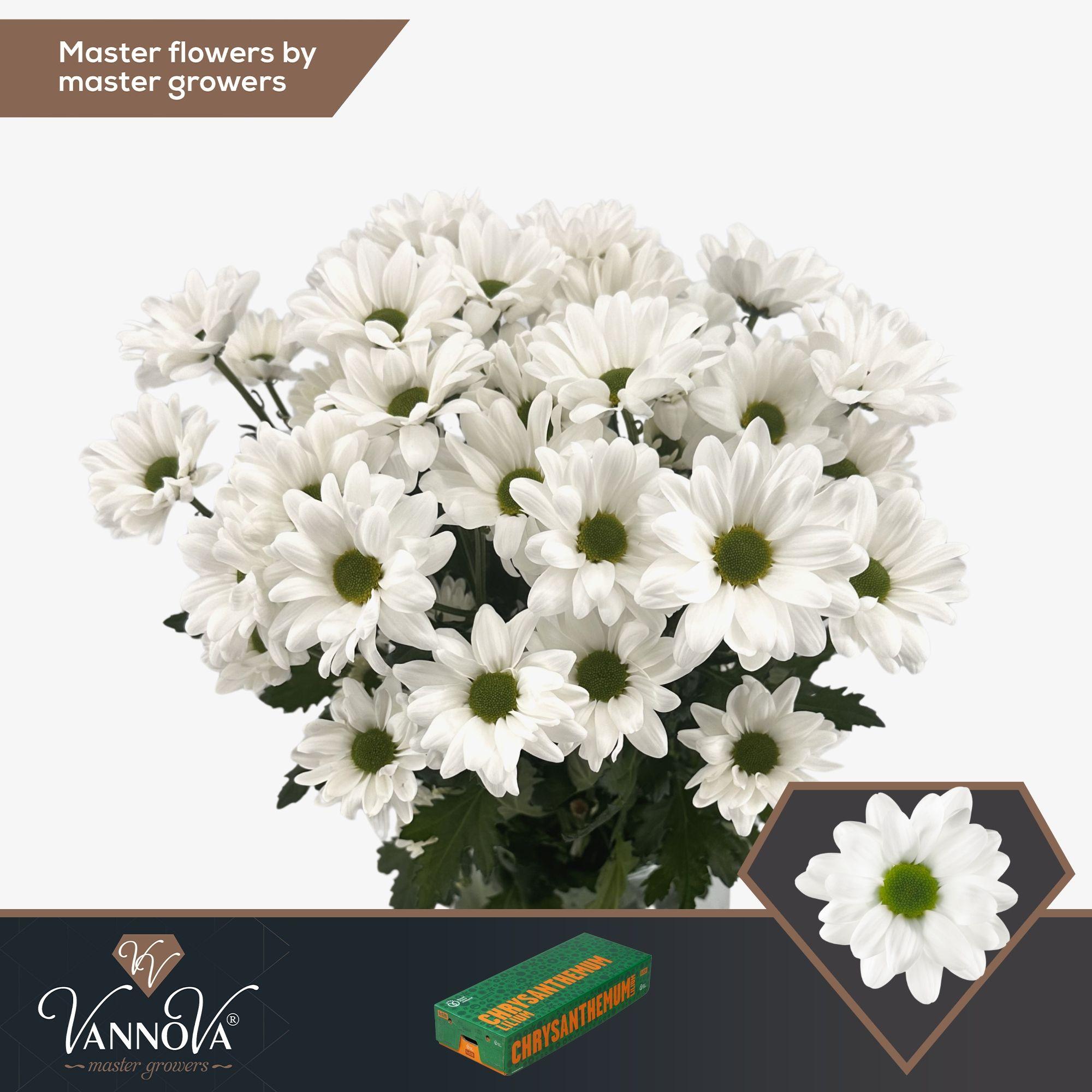 Срезанные цветы оптом Chrys sp chic от 20шт.. из Голландии с доставкой по России