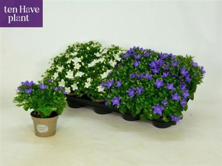 Горшечные цветы и растения оптом Campanula Mix от 8шт (для телеги) из Голландии с доставкой по России