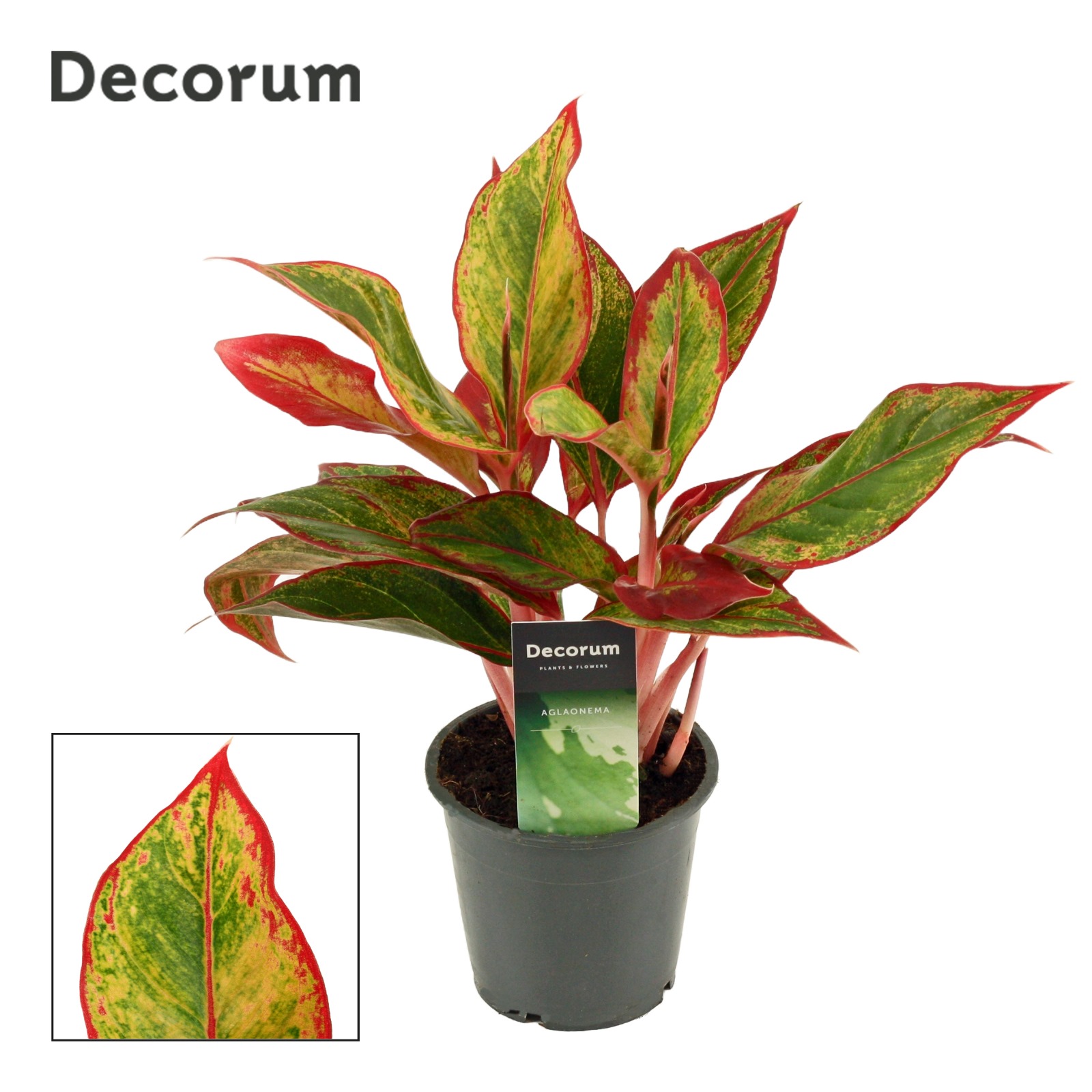 Горшечные цветы и растения оптом Aglaonema Red Fire (decorum) от 10шт из Голландии с доставкой по России