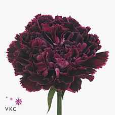 Срезанные цветы оптом Dianthus st nobbio black heart от 80шт из Голландии с доставкой по России