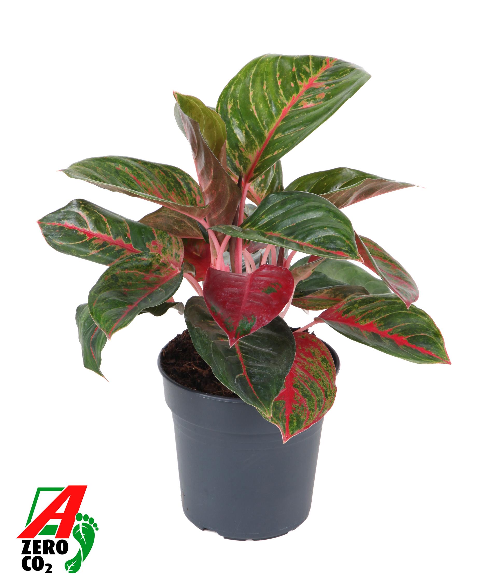Горшечные цветы и растения оптом Aglaonema Red Emerald от 6шт из Голландии с доставкой по России
