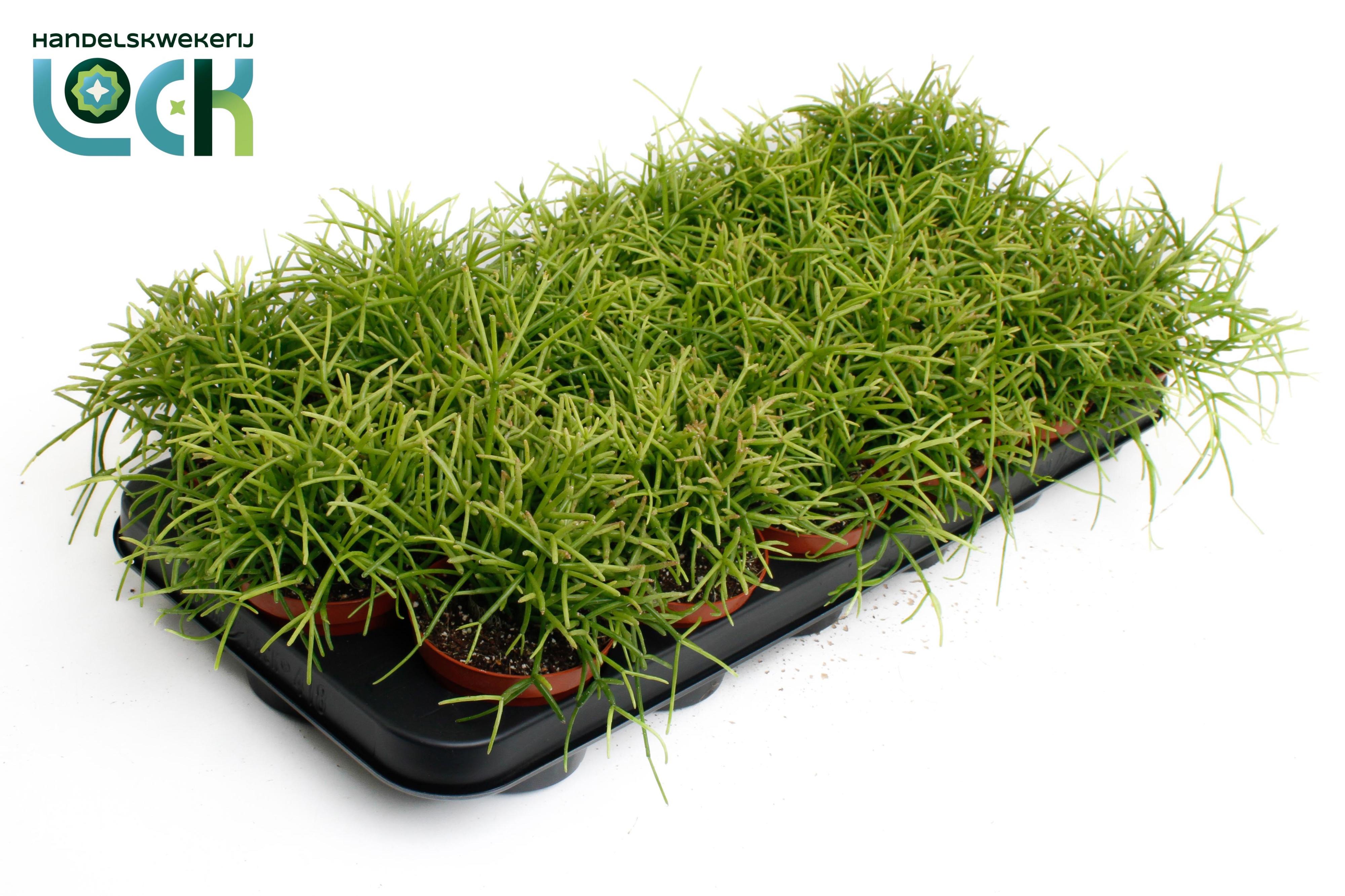 Горшечные цветы и растения оптом Rhipsalis Baccifera Oasis от 18шт (для телеги) из Голландии с доставкой по России