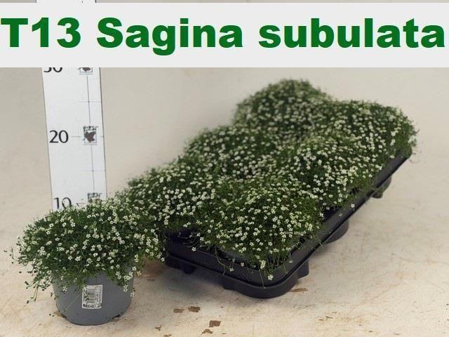 Горшечные цветы и растения оптом Sagina Subulata от 6шт из Голландии с доставкой по России