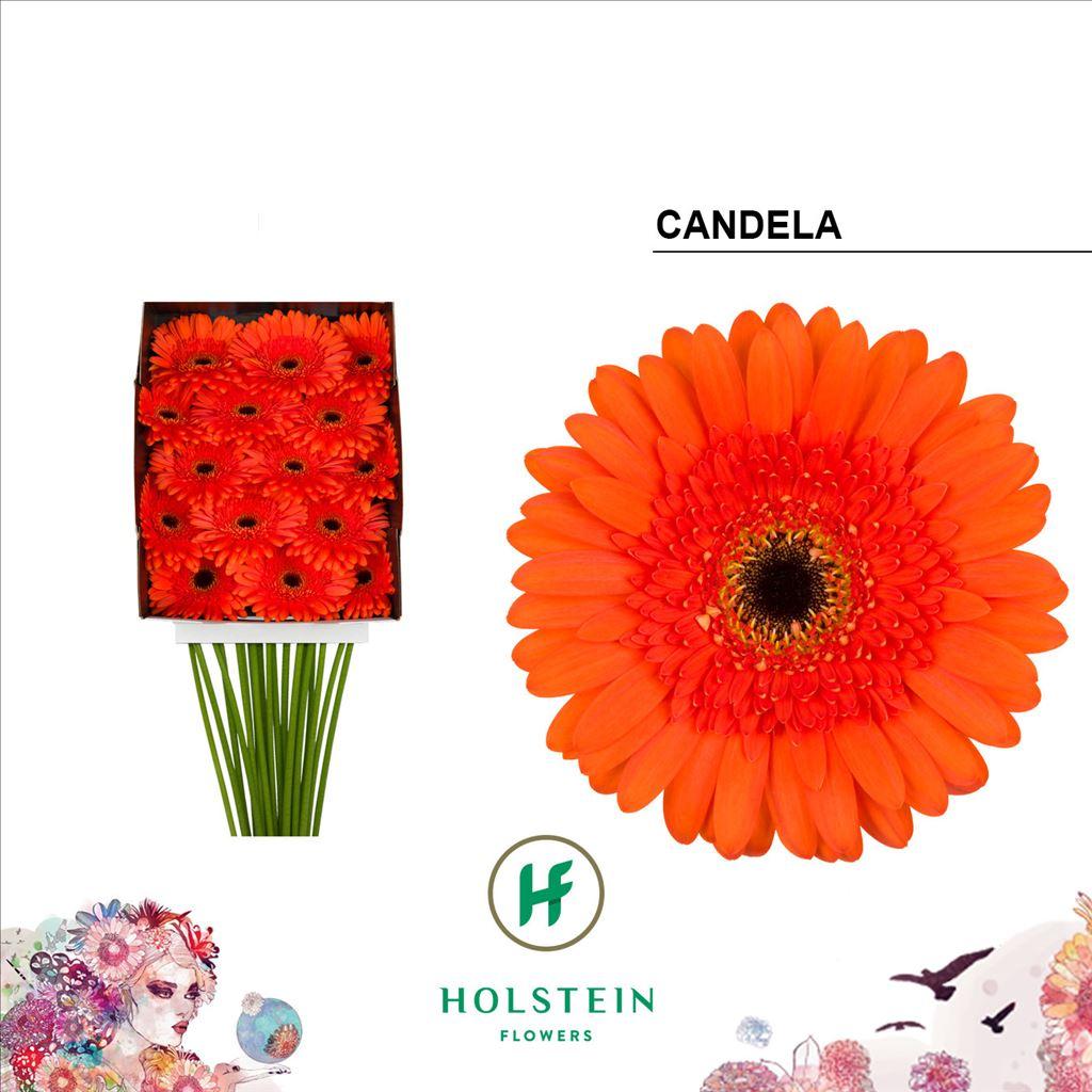 Срезанные цветы оптом Gerbera diamond candela от 15шт из Голландии с доставкой по России