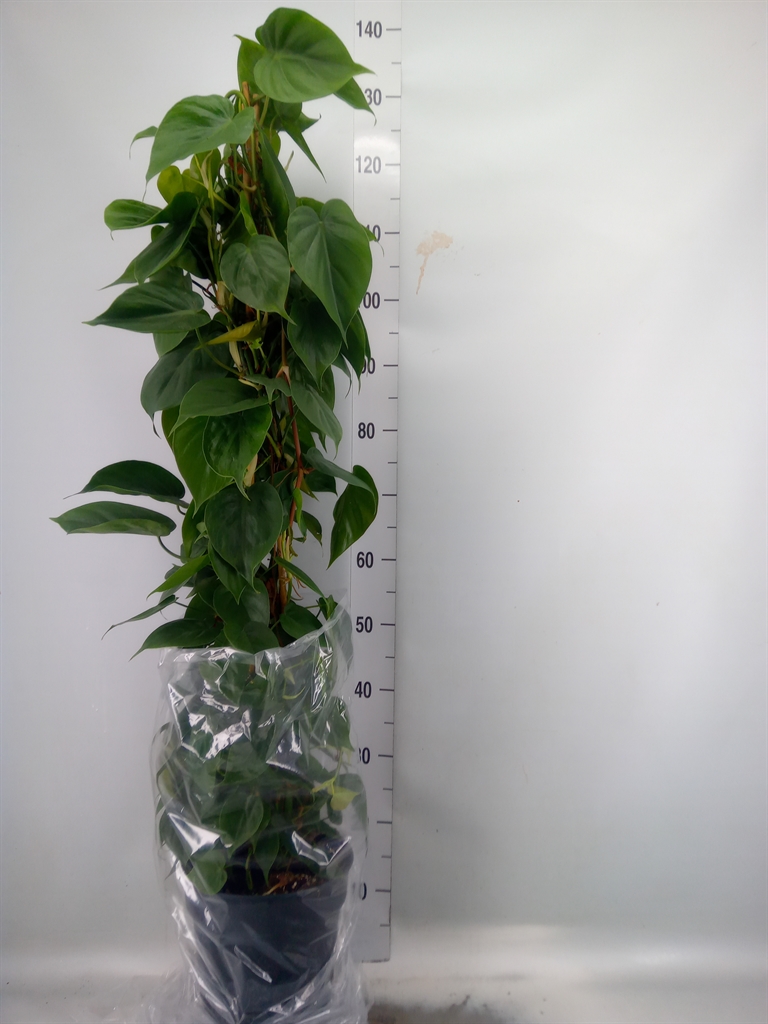 Горшечные цветы и растения оптом Philodendron Scand. от 1шт из Голландии с доставкой по России