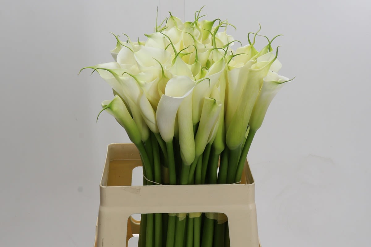 Срезанные цветы оптом Zantedeschia ae eydolls white от 60шт из Голландии с доставкой по России