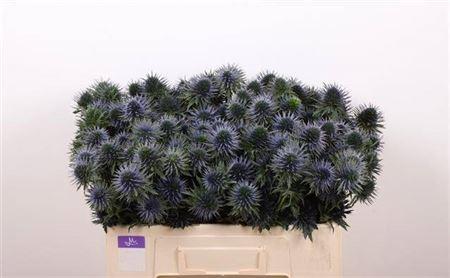 Срезанные цветы оптом Eryngium scorpius questar от 60шт из Голландии с доставкой по России