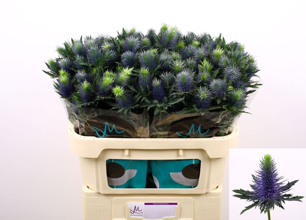 Срезанные цветы оптом Eryngium supernova от 30шт. из Голландии с доставкой по России