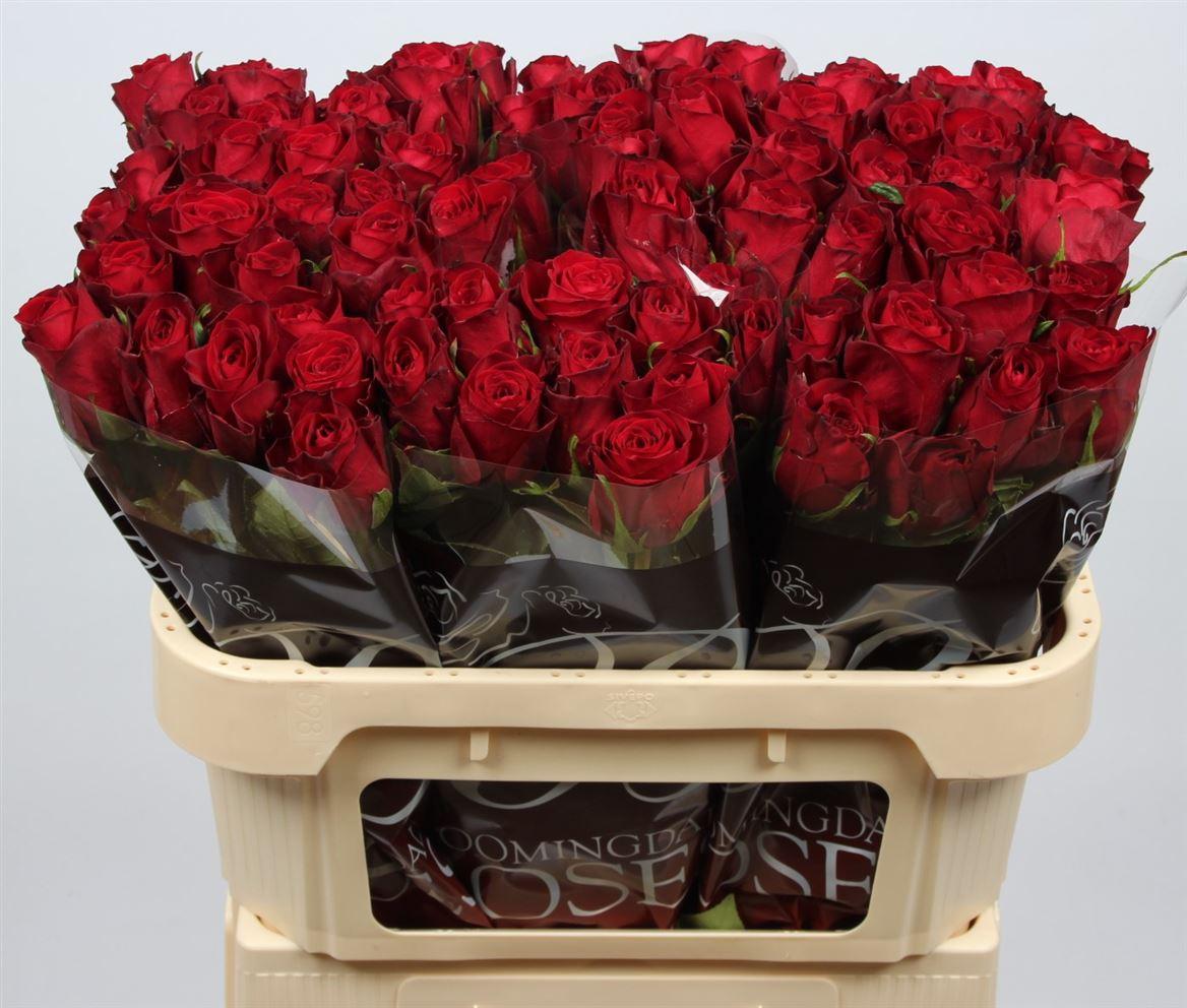 Срезанные цветы оптом Rosa large madam red от 200шт из Голландии с доставкой по России