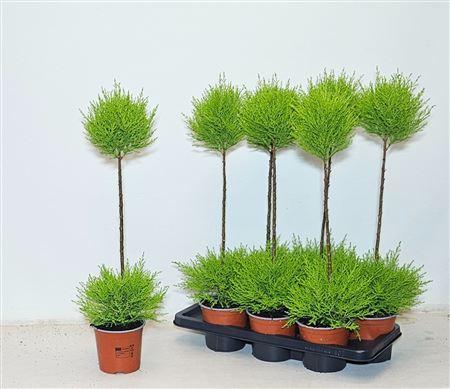 Горшечные цветы и растения оптом Cupressus Goldcrest Duo Boll от 7шт из Голландии с доставкой по России