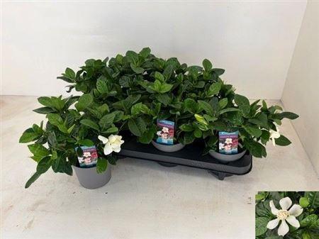 Горшечные цветы и растения оптом Gardenia Jasminoides от 6шт из Голландии с доставкой по России