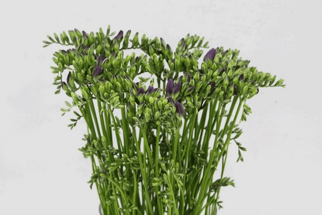 Срезанные цветы оптом Freesia si blue от 100шт из Голландии с доставкой по России