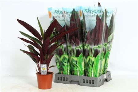 Горшечные цветы и растения оптом Strom Sa Stripestar P17 от 6шт из Голландии с доставкой по России