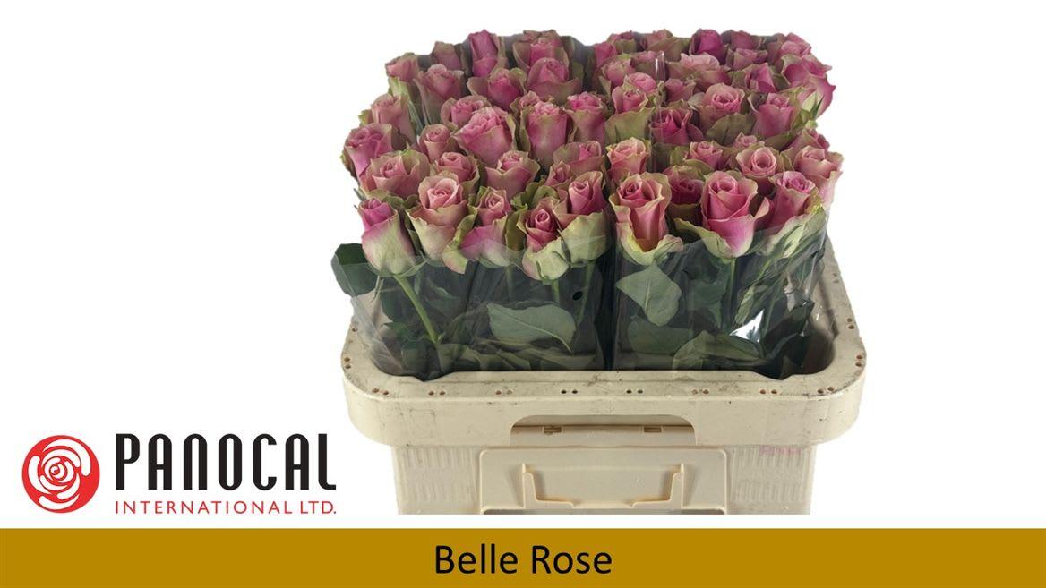 Срезанные цветы оптом Rosa large belle rose от 360шт из Голландии с доставкой по России